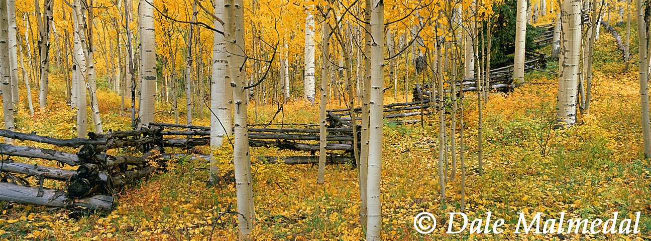 pan autumn woodlands