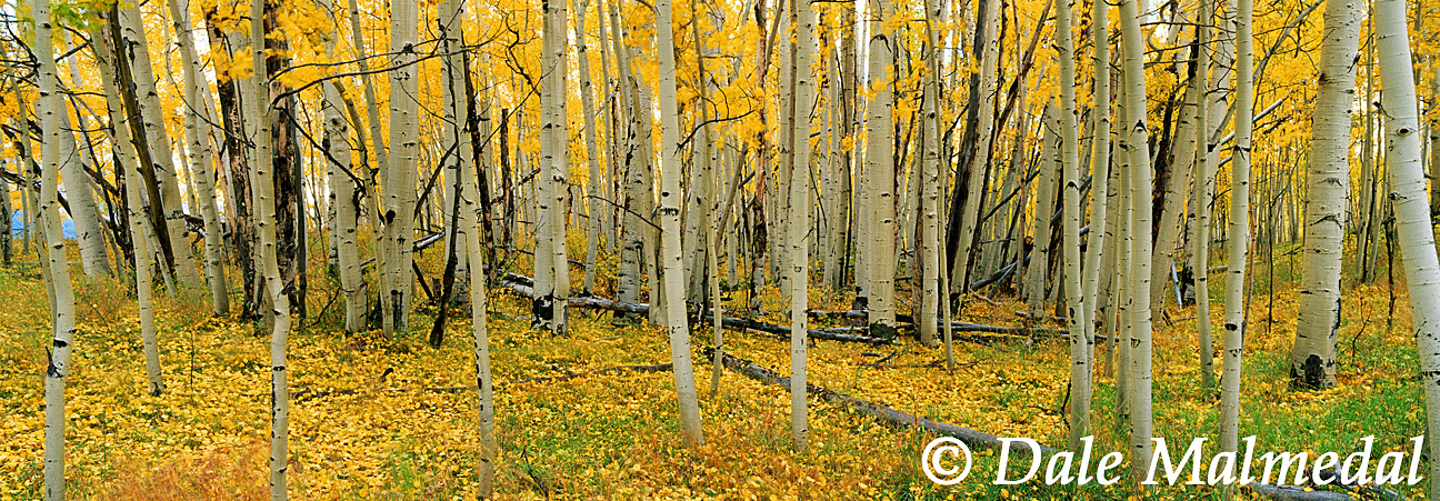 pan woodlands