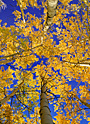 autumn spires