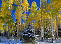 cimarron snow