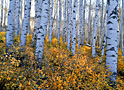 white bark grove