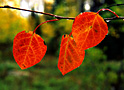 aspen blush