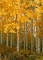 aspen glow