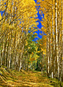 aspen road