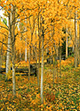 aspen solitude