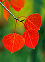 autumn blush