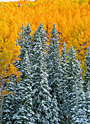 autumn contrasts
