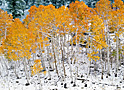 autumn's intrigue