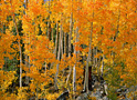 colorado crimson