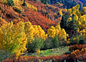 cottonwood creek