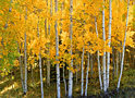 golden glade