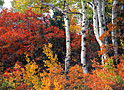 indian summer 2