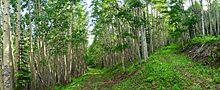 pan aspen roads