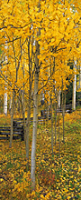 pan aspen walk