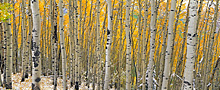 pan autumn snows