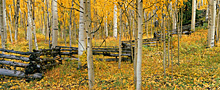 autumn woodlands
