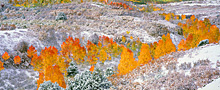 pan autumns vale