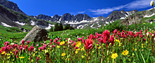 pan paintbrush meadows