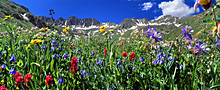 wildflower bouquet