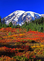rainier autumn
