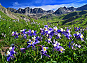 american basin bouquet