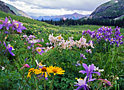 columbine basin