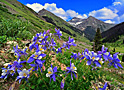 columbine canyon