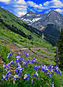 columbine mountain