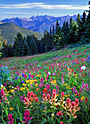 gore range bouquet