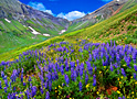 lupine basin