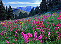 paintbrush polonaise