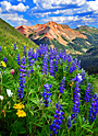 red mountain bouquet