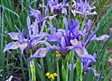 western  blue flag iris
