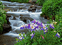 amethyst creek