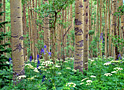 aspen forest 2
