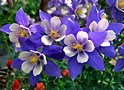 columbine corsage