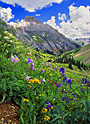 garden of flowers