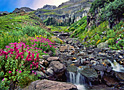 wildflower basin