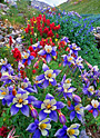 yankee boy columbines