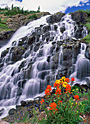 yankee boy falls