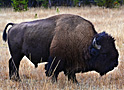 american bison