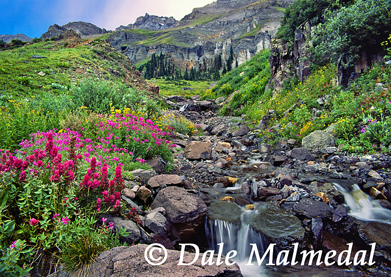 wildflower basin
