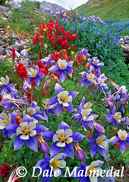 yankee boy columbines